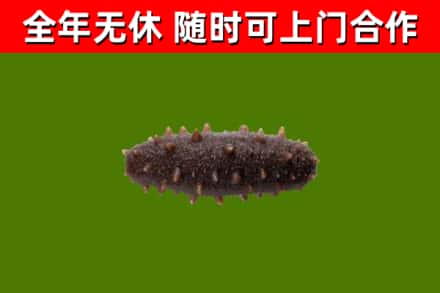 平房区烟酒回收干海参.jpg